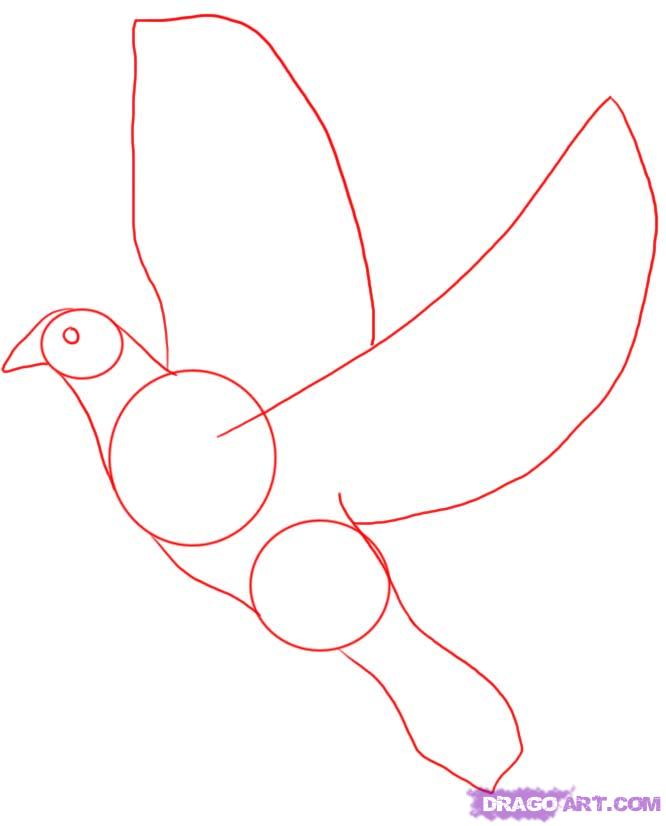 666x826 Draw A Dove, Step