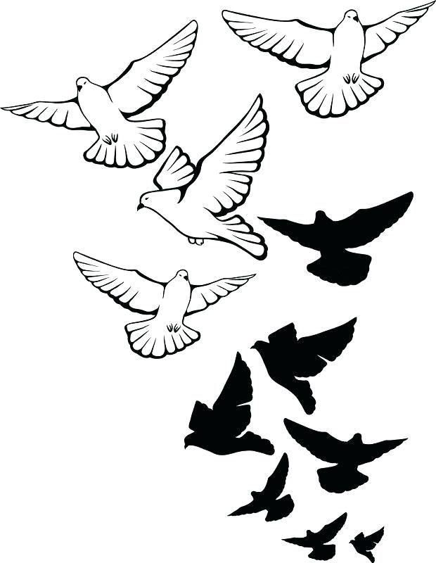 620x800 How To Draw A Dove Flying Step