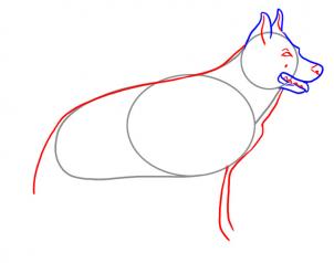 302x238 How To Draw A Realistic Dog, Draw Real Dog, Step