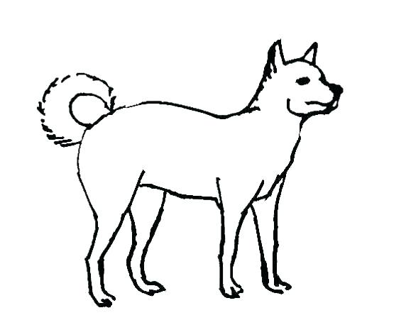 579x451 Coloring Pages Real Dog Coloring Pages Retriever