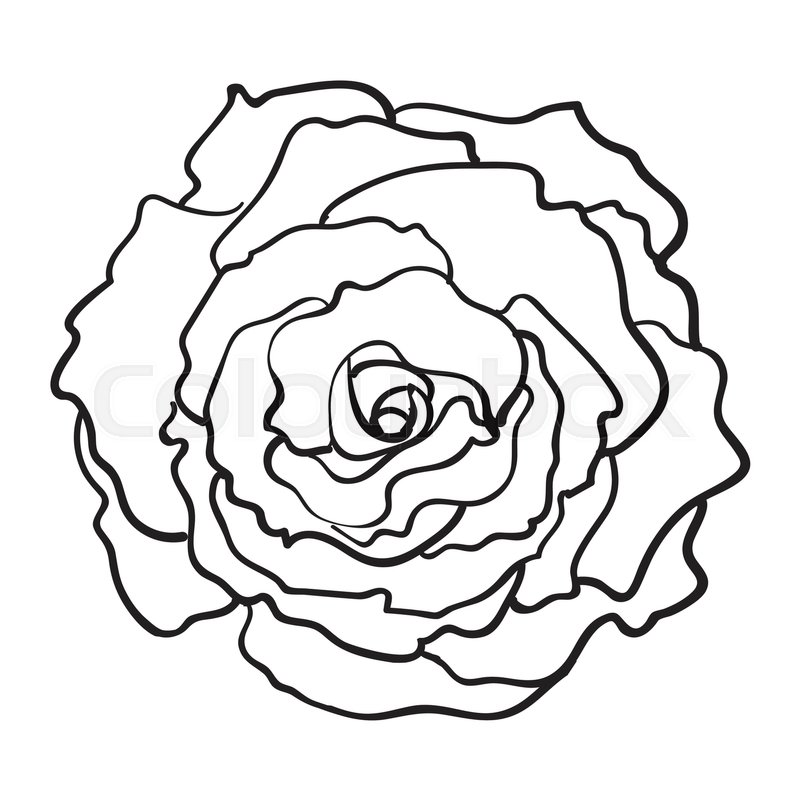 800x800 Deep Contour Rose Bud, Top View Sketch Stock Vector Colourbox