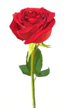 236x379 How To Draw A Rose Watercolor Art Drawings, Realistic Rose