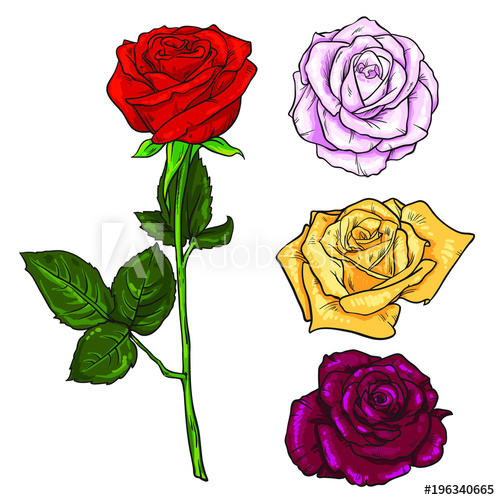 500x500 Pink, Yellow, Deep Red Open Rose Bud And Flower With Green Leaves