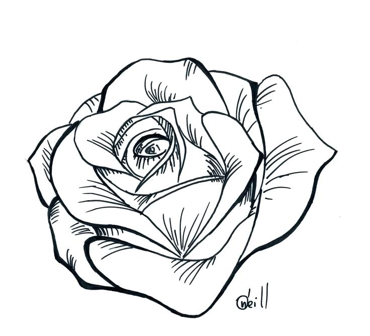 736x668 Roses Line Drawing Rose