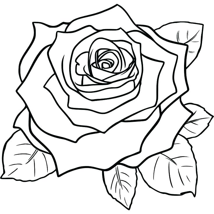 736x736 Realistic Rose Coloring Pages