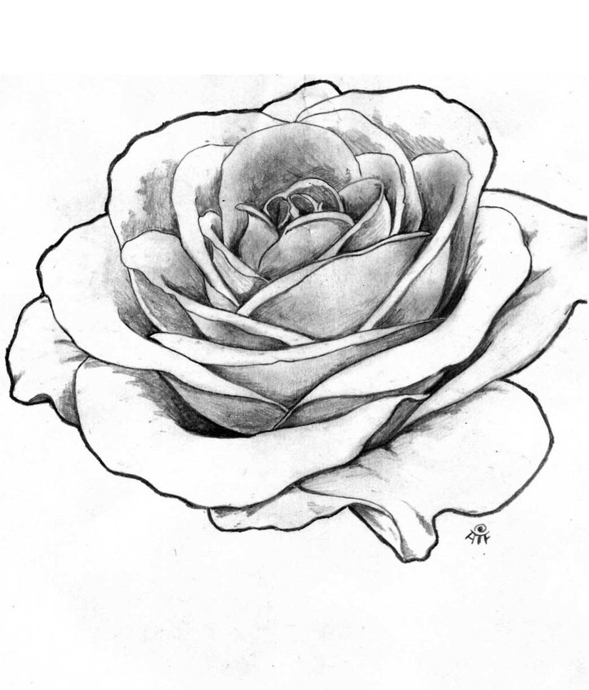 826x968 Drawings Realistic Rose Group Hd Drawing