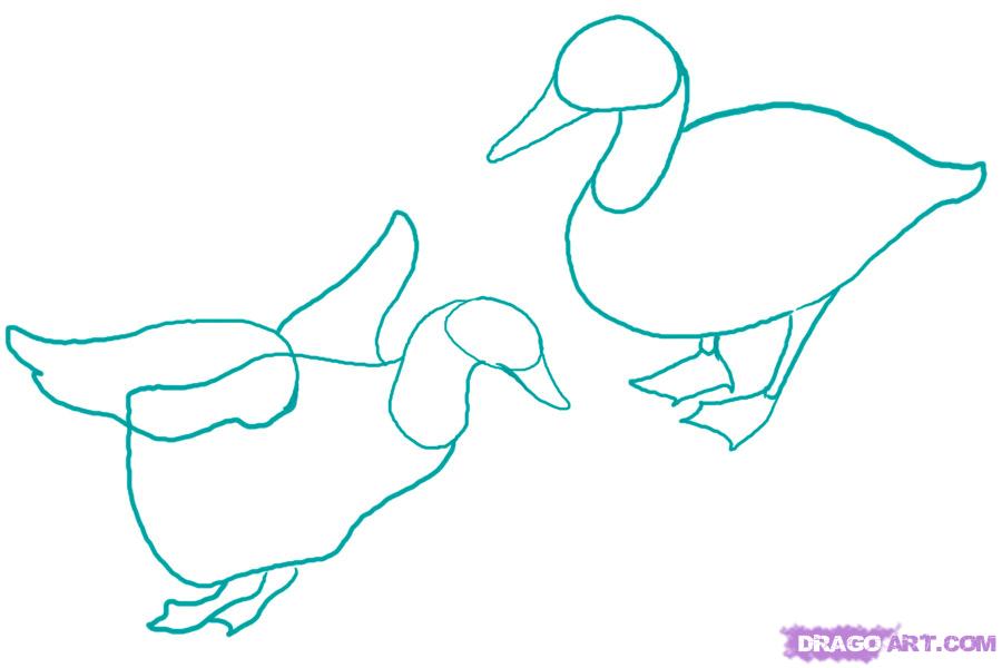 900x600 How To Draw Ducks, Step
