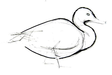 449x300 How To Draw A Duck