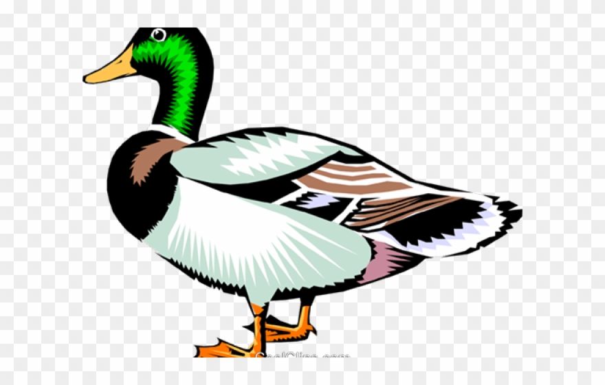 880x560 Mallard Clipart Flying