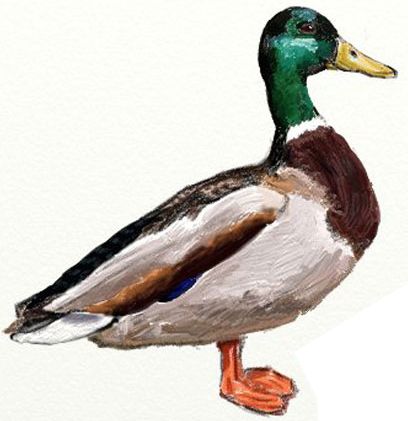 408x421 Try Draw A Realistic Duck You Will See That It Is Easy To Do