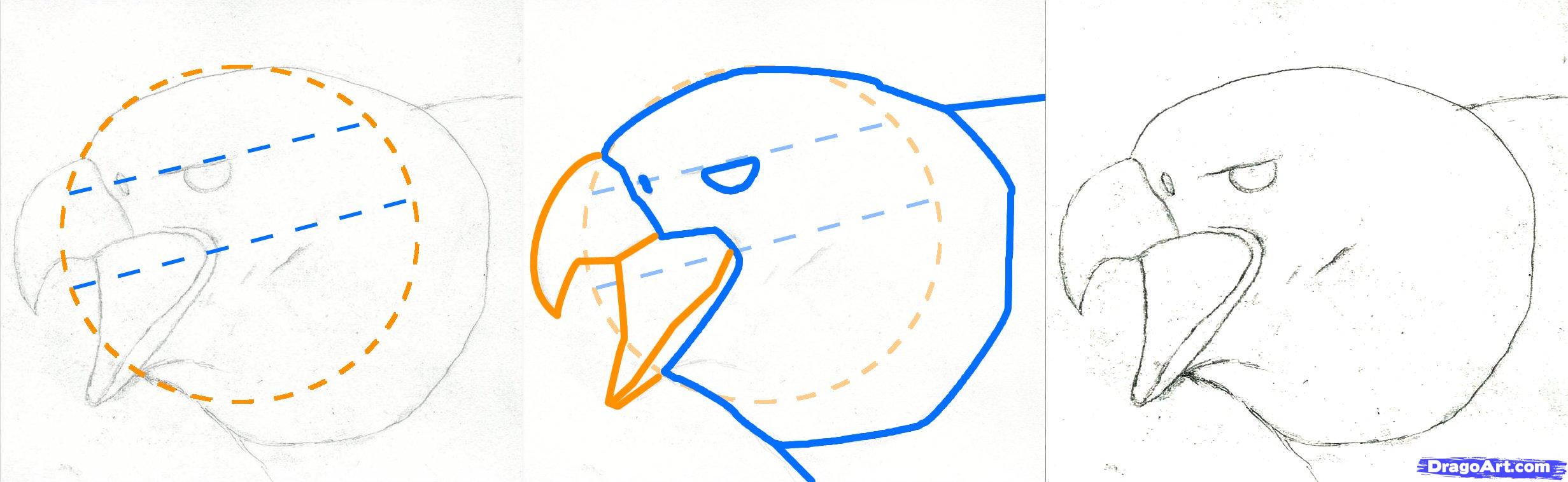 2463x758 How To Draw A Bald Eagle, Step