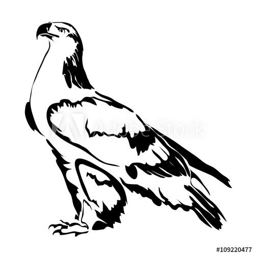 500x500 Realistic Outline Eagle Vector Illustration Can Be Use For Logo