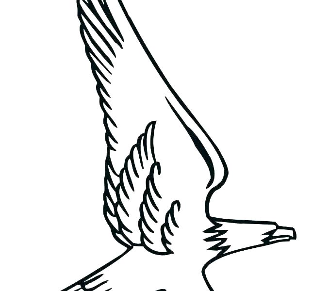 678x600 What Color Is A Bald Eagle Mosshippohaven