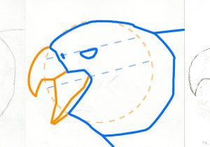 300x210 Bald Eagle Drawing Steps How To Draw A Realistic Eagle Stepstep