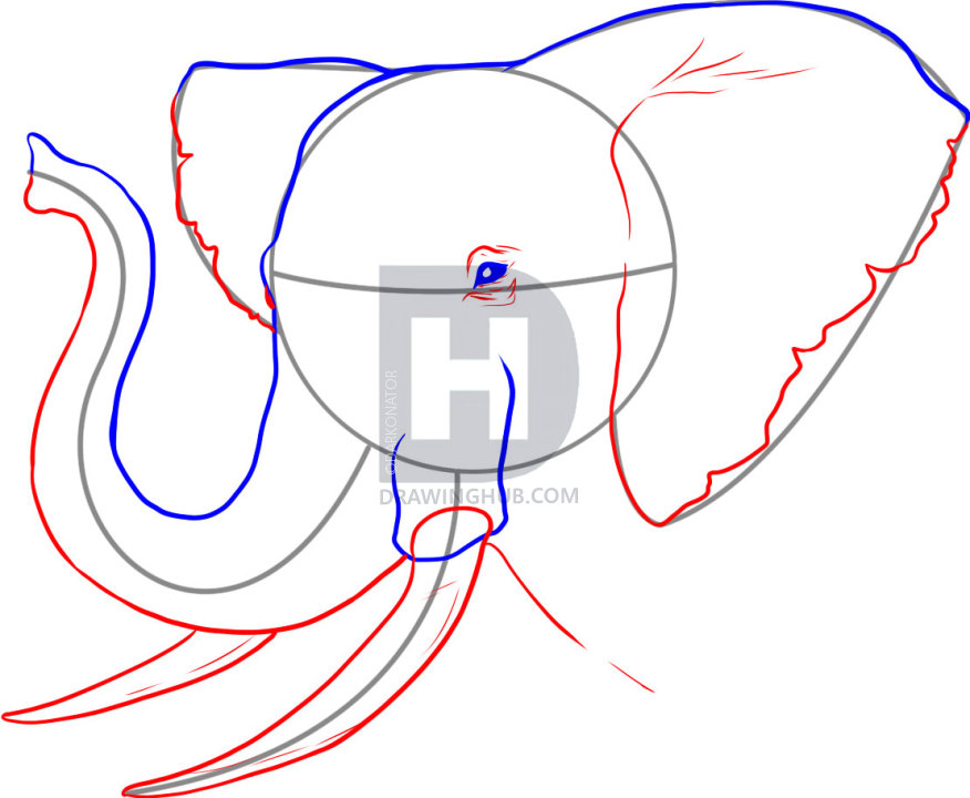 876x720 How To Draw A Realistic Elephant, Draw Real Elephant, Step