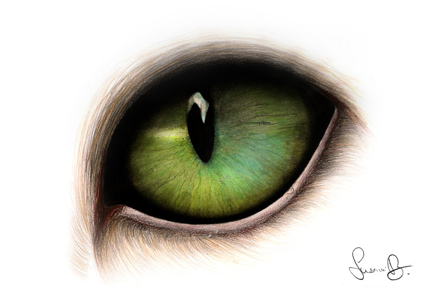 900x605 Cat Eyes Drawing, Pencil, Sketch, Colorful, Realistic Art Images