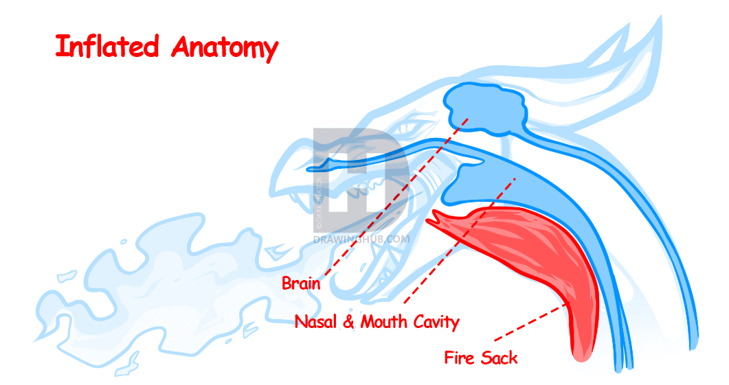 1061x561 How To Draw A Fire Breathing Dragon, Dragons Breathing Fire, Step