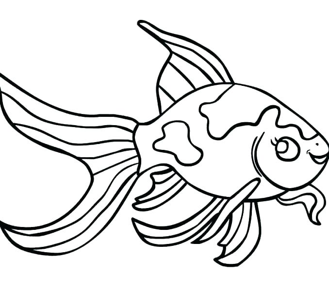 678x600 Betta Fish Coloring Pages