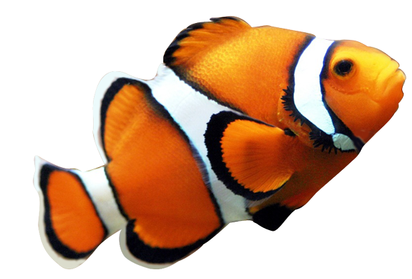 588x399 Collection Of Free Clownfish Drawing School Fish Download On Ui Ex