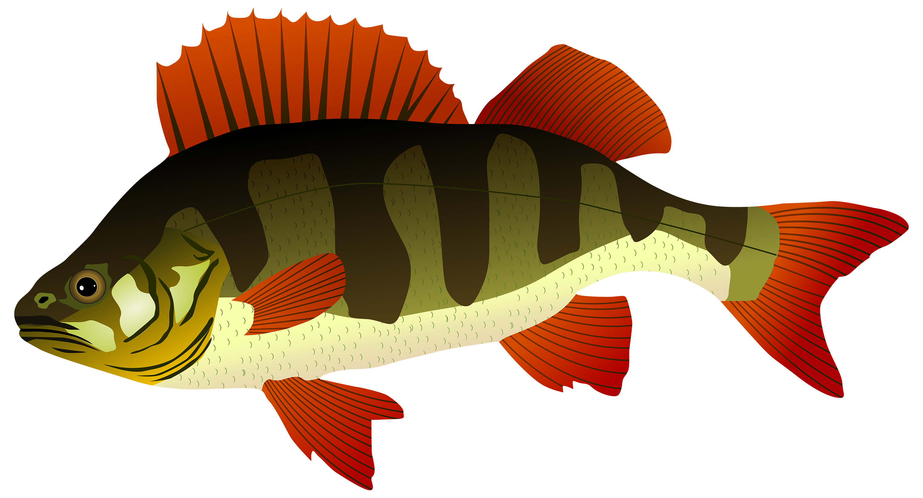 3000x1619 Collection Of Free Pisces Drawing Realistic Download On Ui Ex