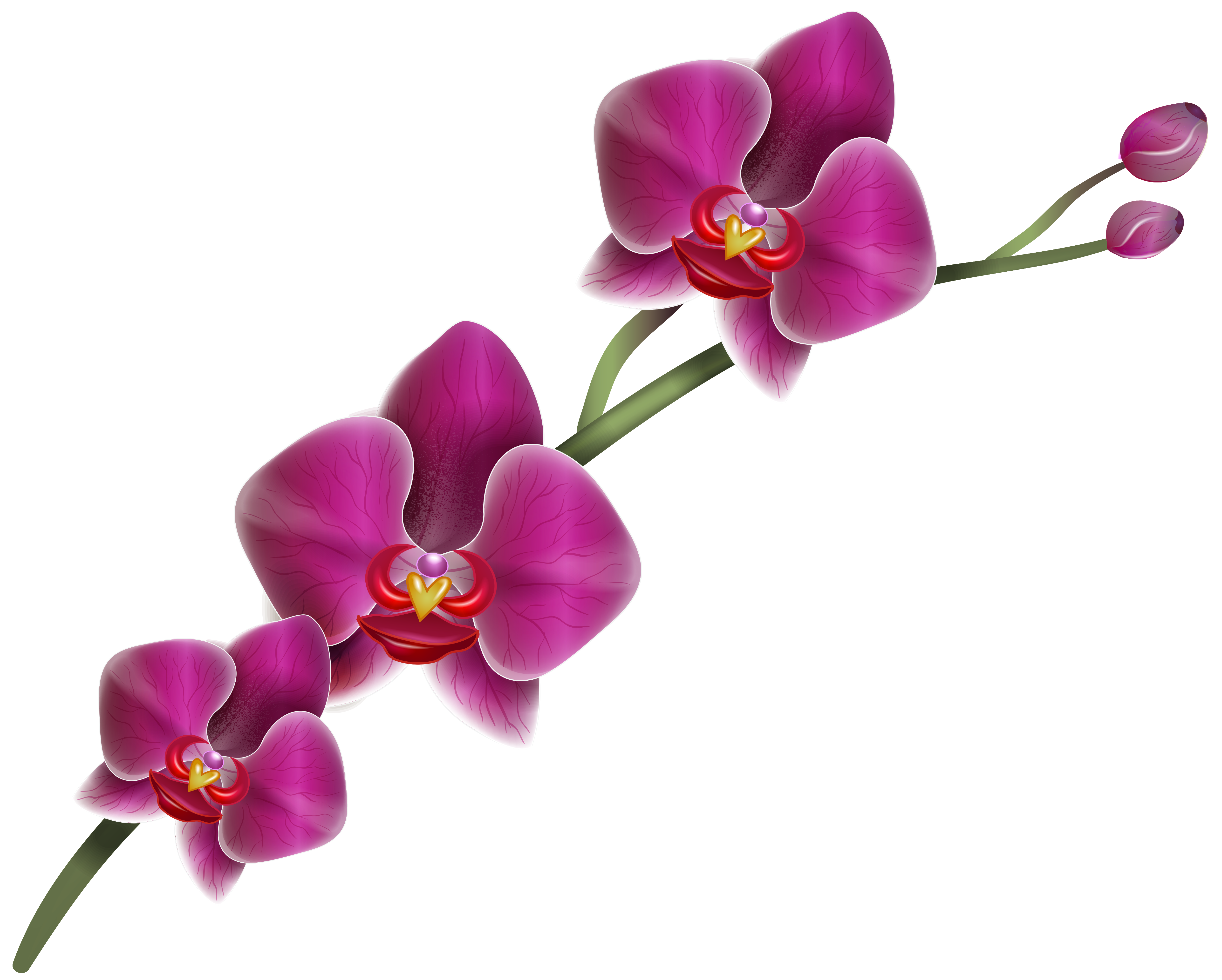 5067x4066 Collection Of Free Orchid Drawing Realistic Download On Ui Ex