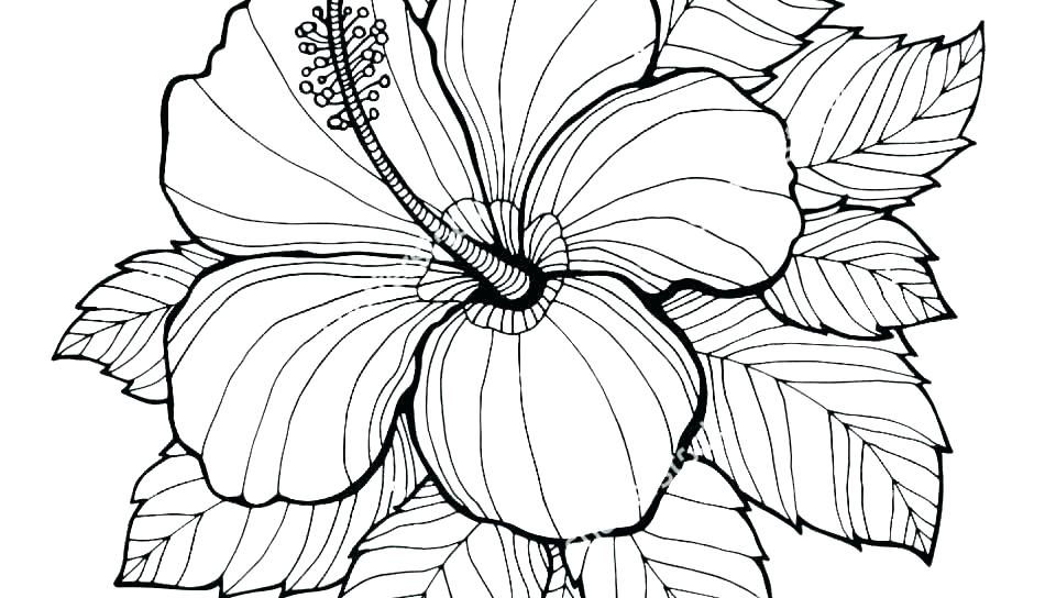 960x544 Flower Coloring Pages Free Flowers Coloring Pages Free Printable