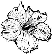 224x224 Image Result For Black And White Drawings Of Realistic Flowers
