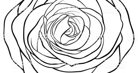 471x250 Tumblr Black And White Flowers Drawing Rose Step