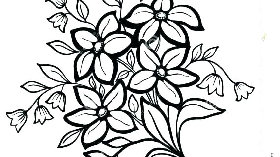 570x320 Realistic Rose Coloring Pages