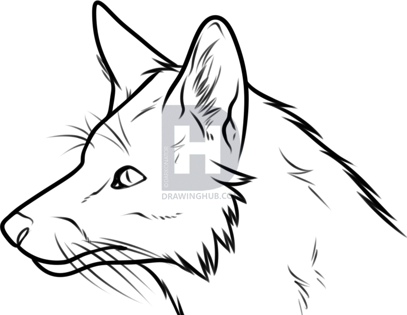 808x625 How To Draw A Fox Head, Step