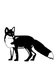 180x240 Cartoon Realistic Fox Animal Illustration Drawing Line