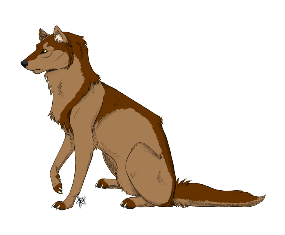 985x812 Collection Of Free Coyote Drawing Realistic Download On Ui Ex