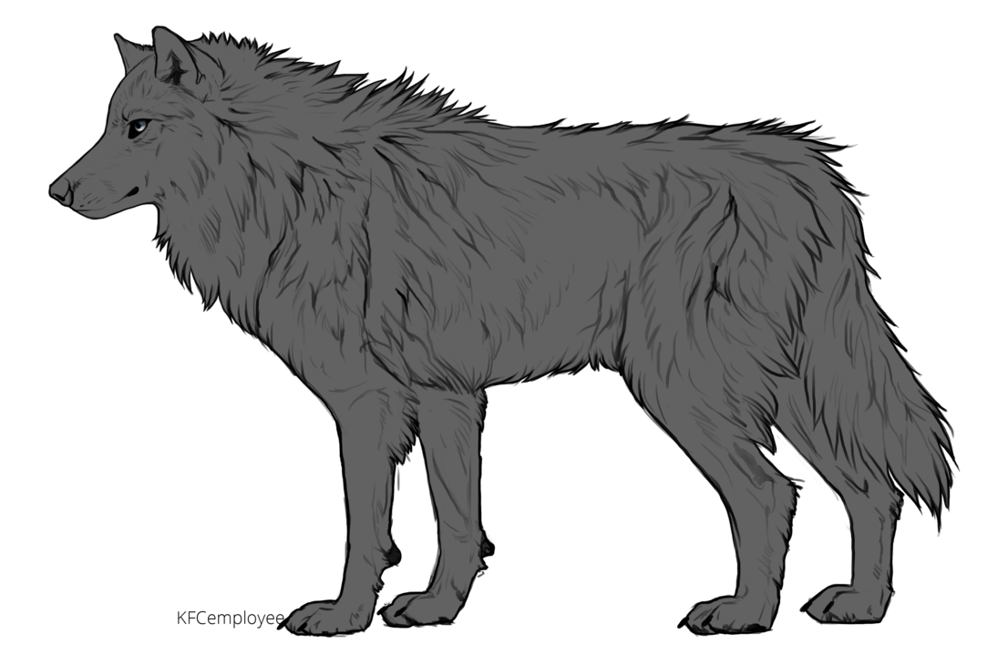 1095x730 Collection Of Free Wolf Drawing Realistic Download On Ui Ex