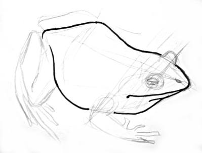 399x303 How To Draw A Frog