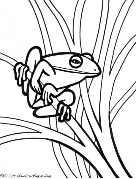458x600 Realistic Frog Coloring Pages