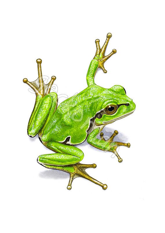 570x806 Realistic Tree Frog Drawings