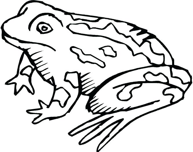 666x525 Frog Coloring Realistic Frog Coloring Pages Panda Free Images