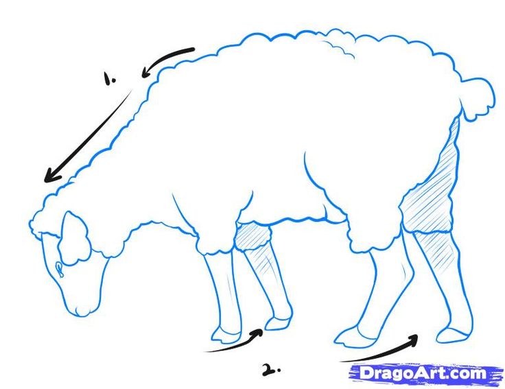 736x567 How To Draw A Sheep, Step