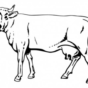 300x300 Realistic Drawing Of Cow Coloring