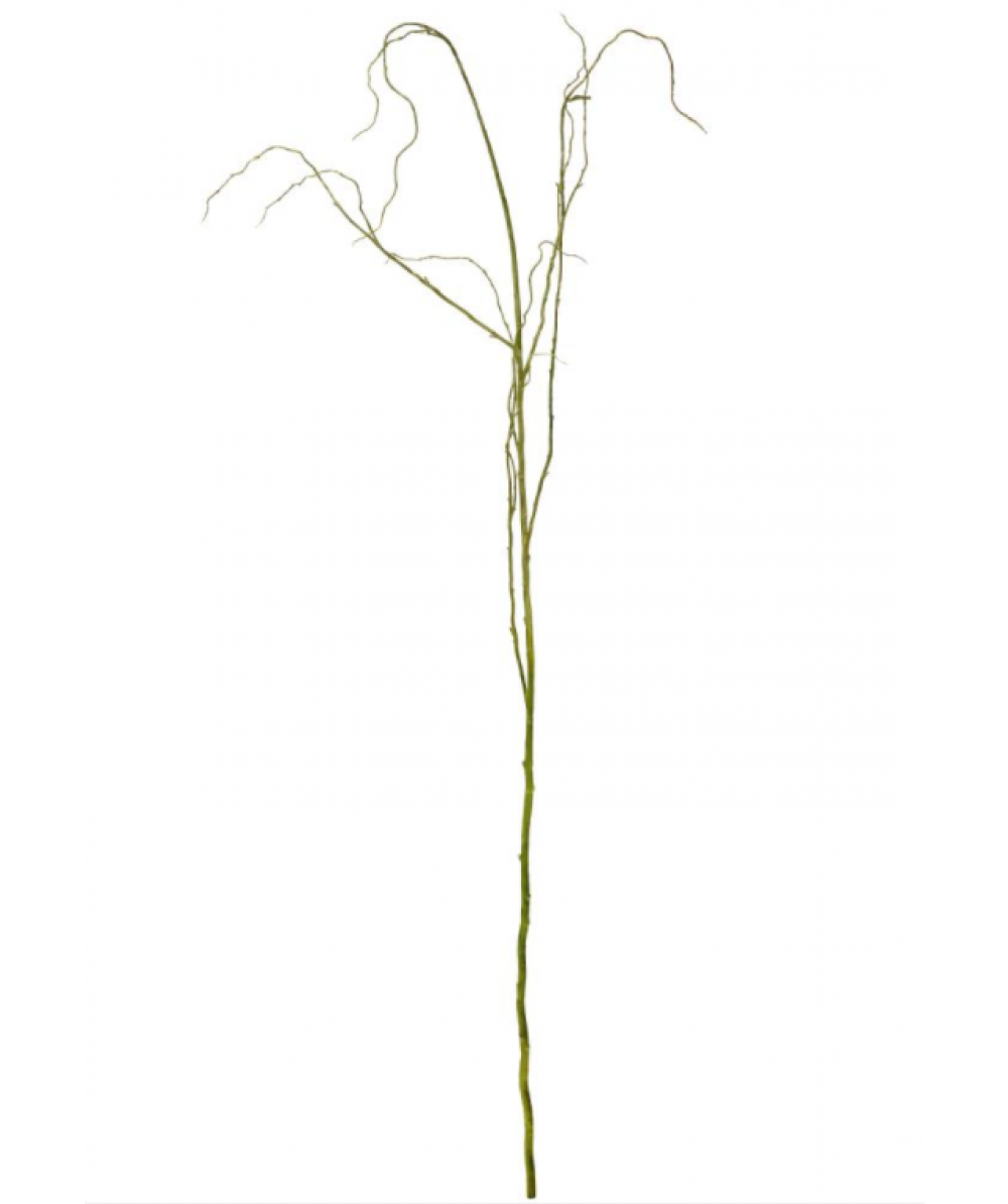 1000x1194 Willow Branch