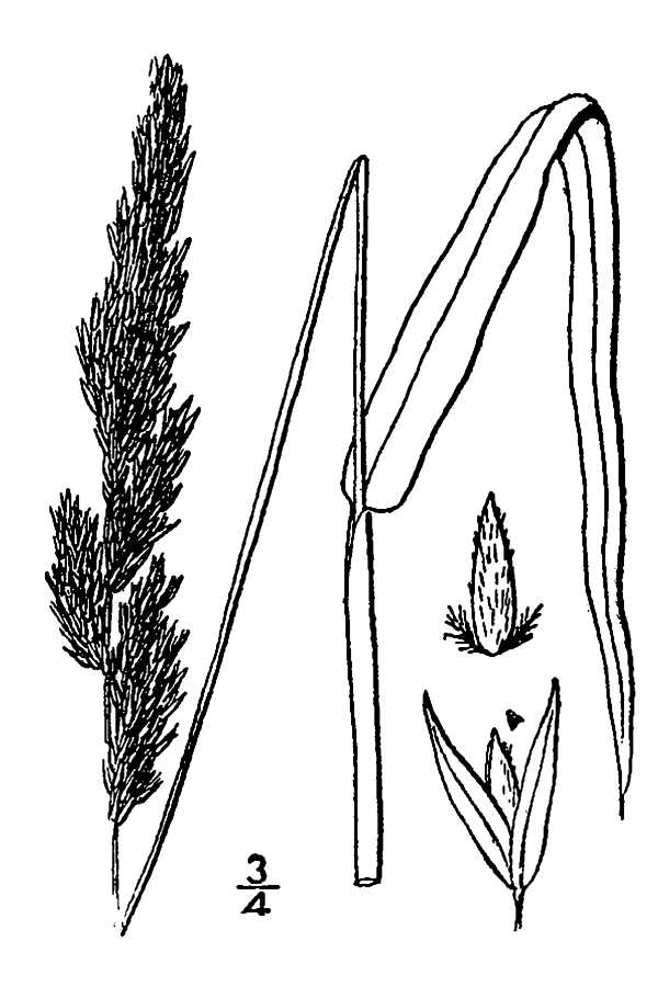 600x900 Grass Drawing Purple Needle Grass For Free Download