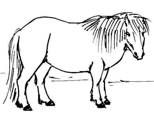 509x390 How To Draw A Realistic Pony
