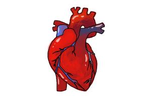 300x200 How To Draw A Human Heart