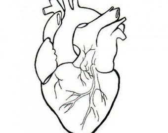 340x270 Realistic Heart Etsy