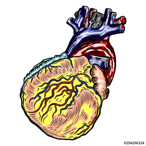 500x500 Realistic Human Heart Vintage Style Hand Drawing Cartoonish