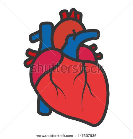 450x470 Collection Of Free Drawing Realistic Heart Download On Ui Ex
