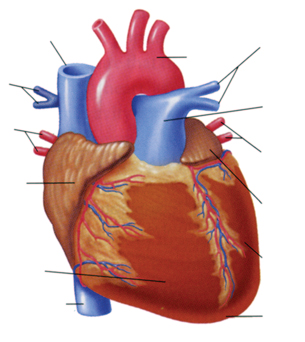 305x342 Heart Diagram Unlabeled