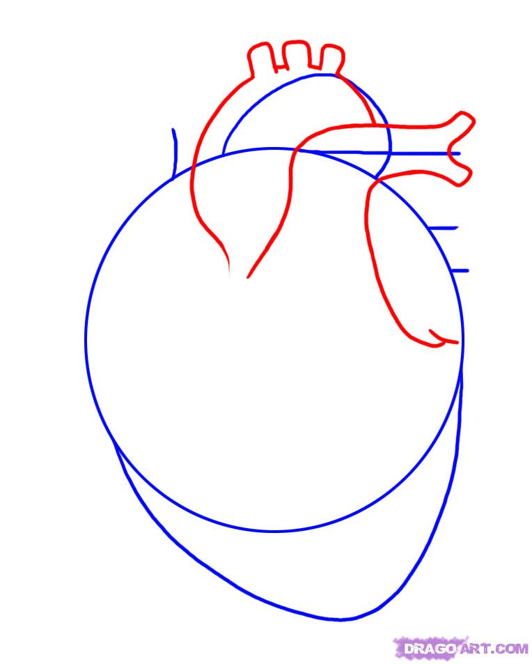 764x953 How To Draw A Human Heart, Step