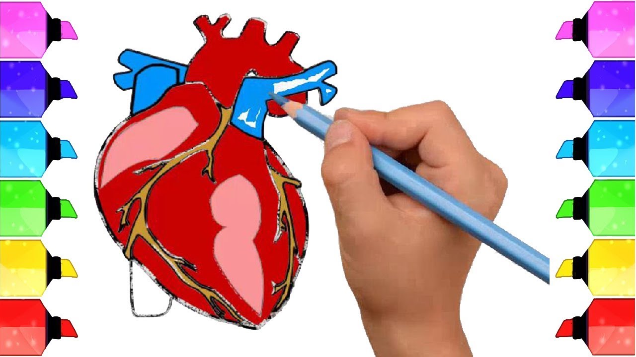 1280x720 How To Draw Human Heart Anatomy Color Drawing For Kids