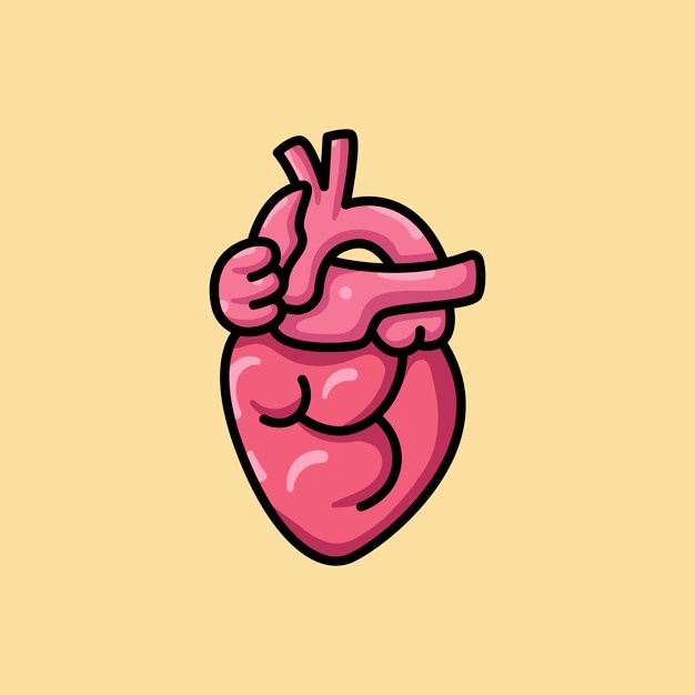 626x626 Human Heart Vectors, Photos And Free Download